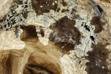 Petrified Wood (Cherry) Round - McDermitt, Oregon #104921-1